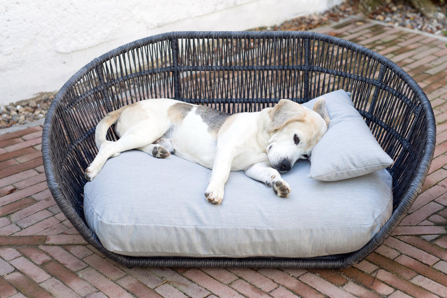 Beds/Blankets