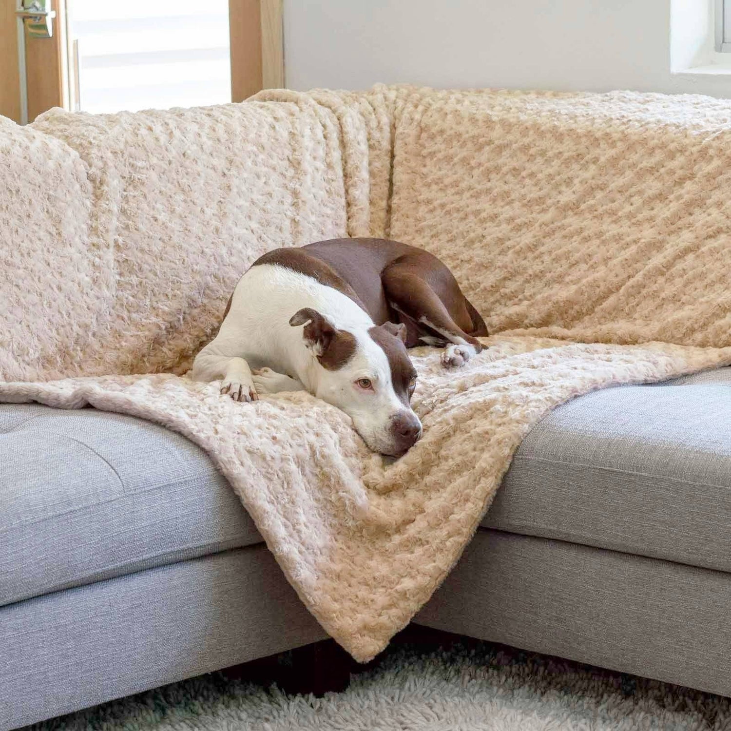 Dog Blankets